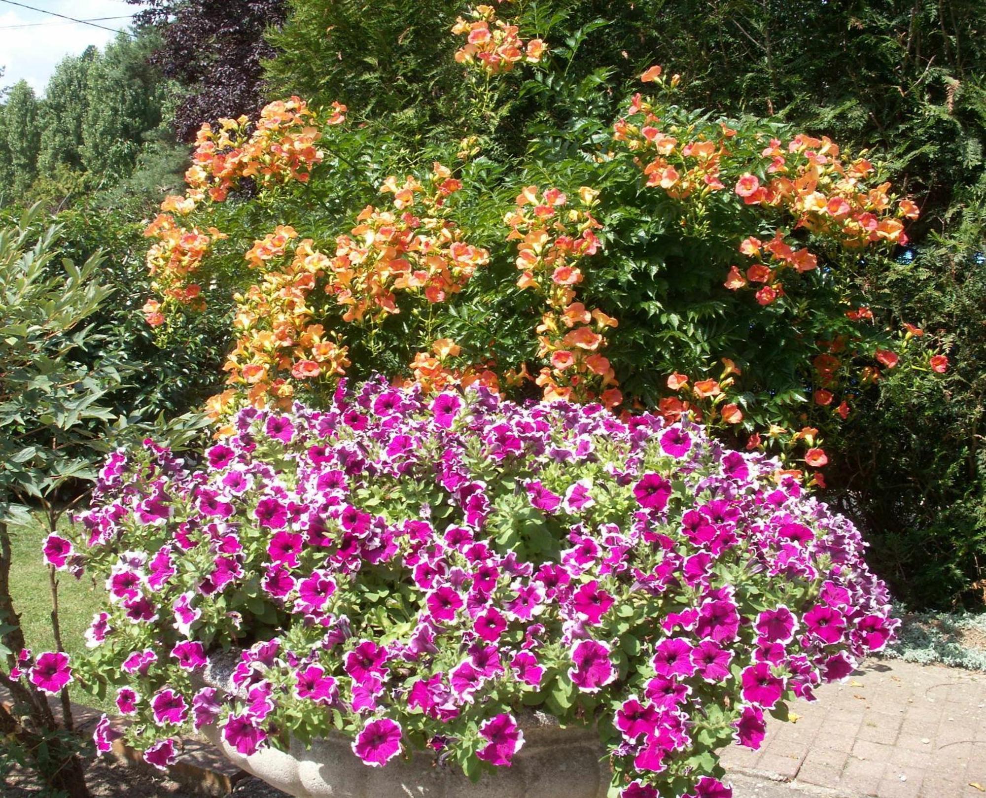كور تشيفيرني Le Clos Des Perraudieres المظهر الخارجي الصورة